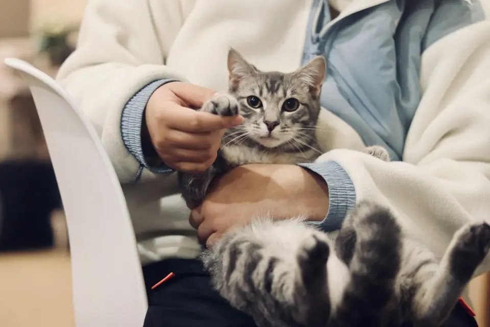 Profesional sostiene a un gato durante la atención clínica.