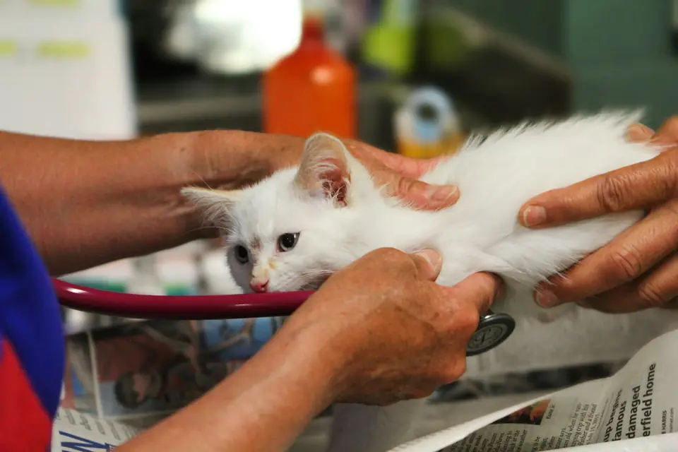 Médico veterinario sostiene a un gato con calma durante la atención.