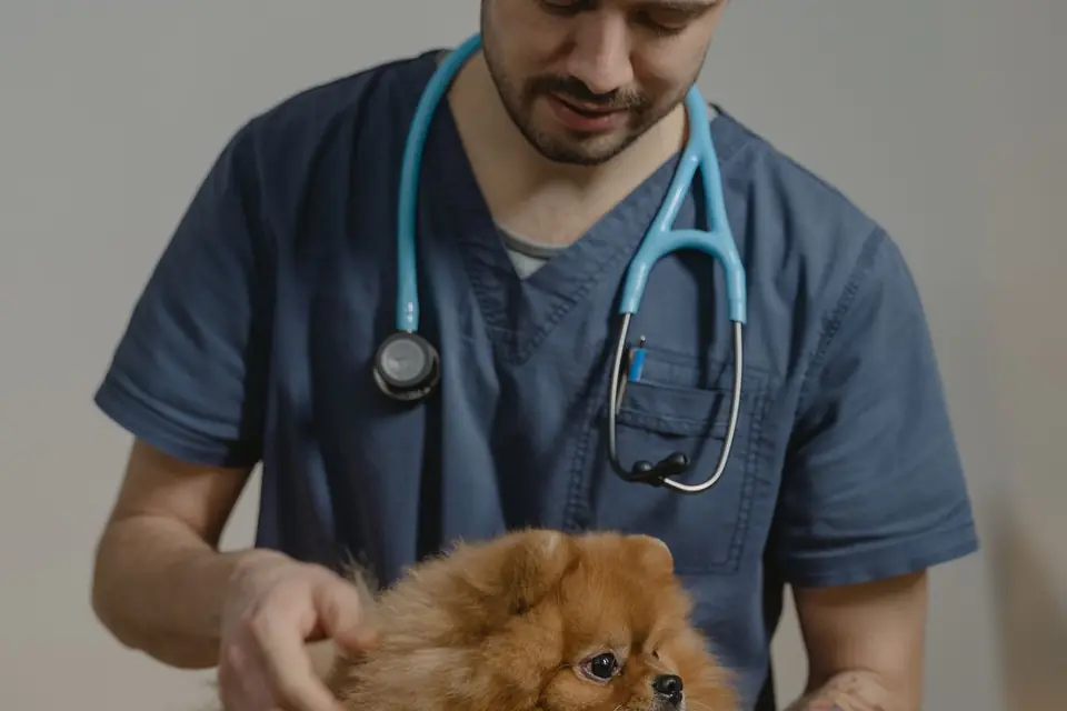 Médico veterinario examina a un perro con estetoscopio sobre la mesa de consulta.